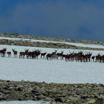Reindeer on the ascent of Glittertinden